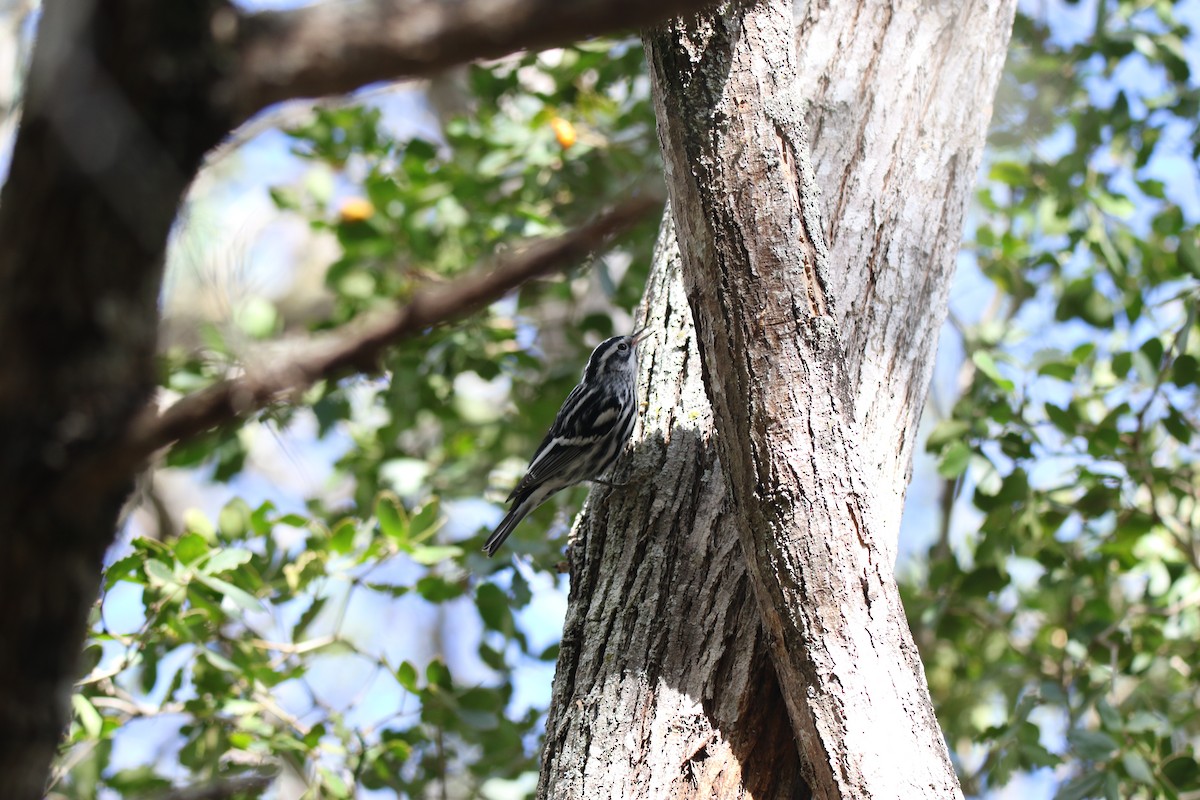 Black-and-white Warbler - ML614578616