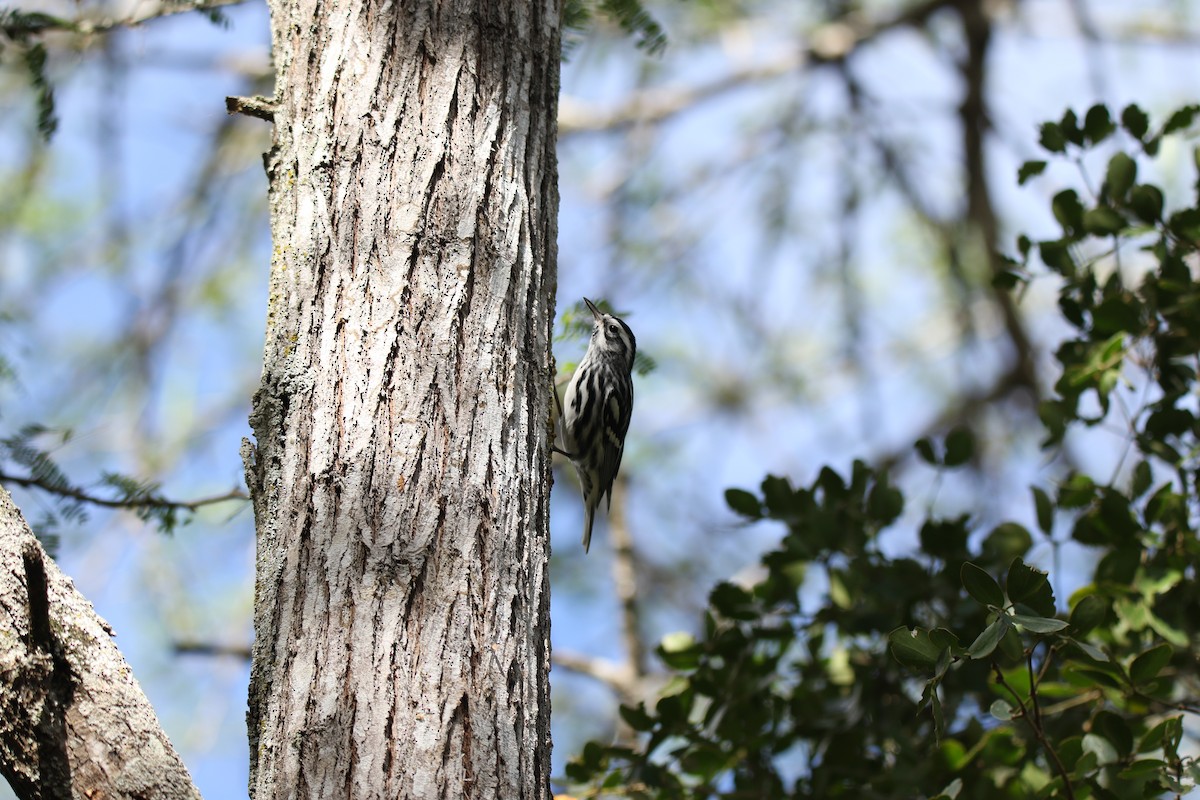 Black-and-white Warbler - lucas bernier