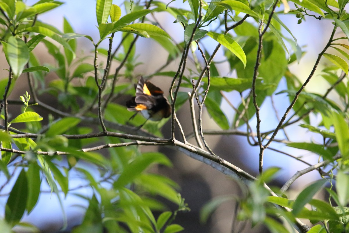 American Redstart - lucas bernier