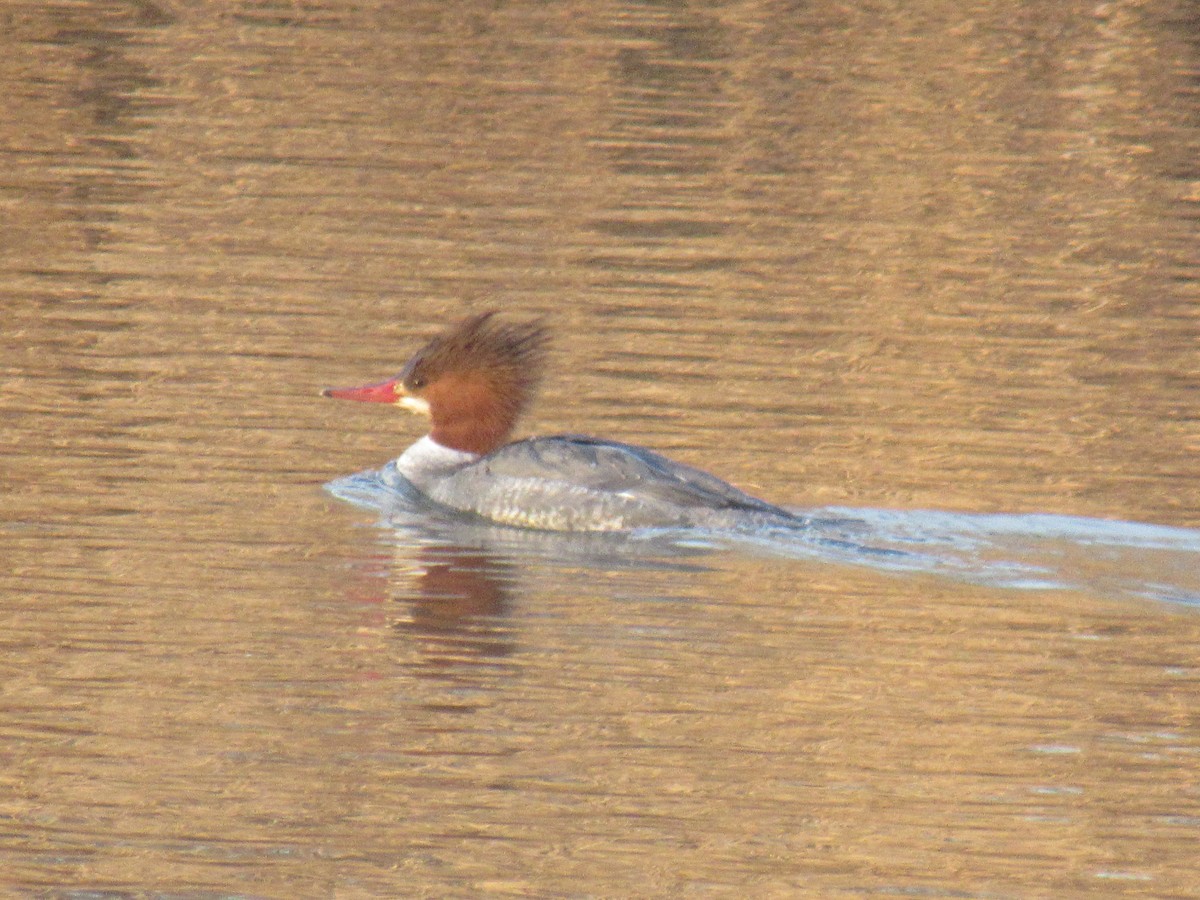 Common Merganser - ML614578642