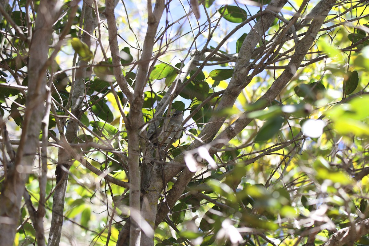 Black-throated Blue Warbler - lucas bernier