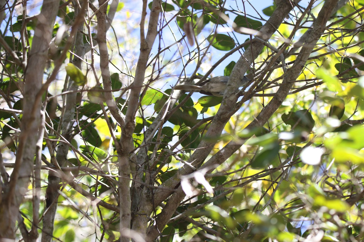 Black-throated Blue Warbler - lucas bernier
