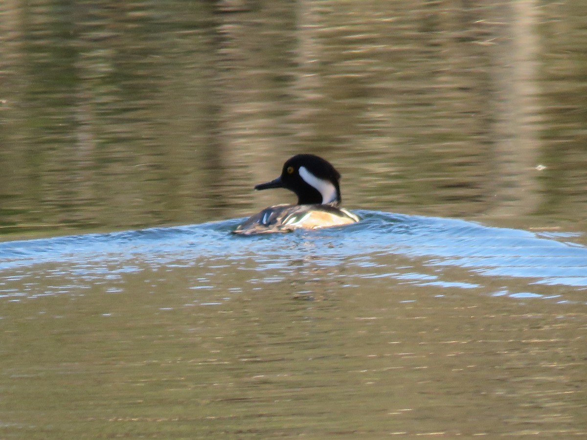 Hooded Merganser - Rebecca Laroche