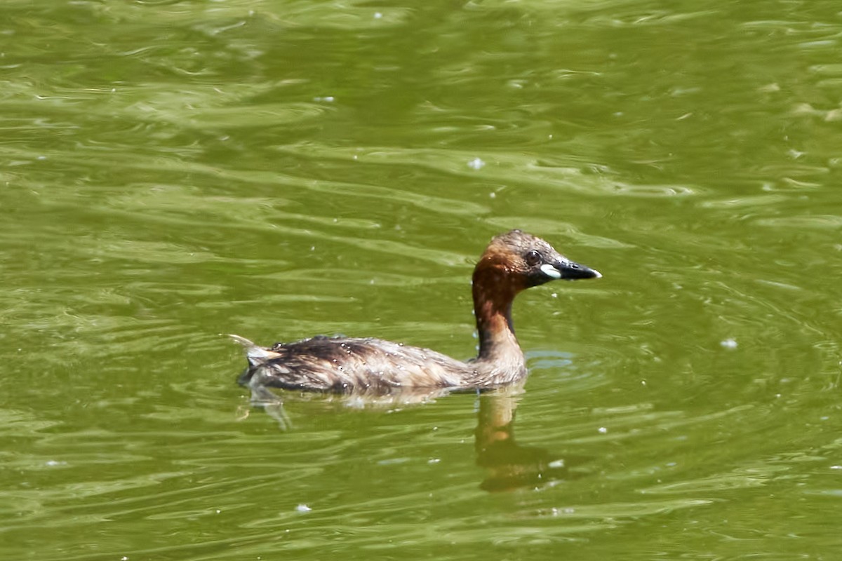 Little Grebe - ML614578673