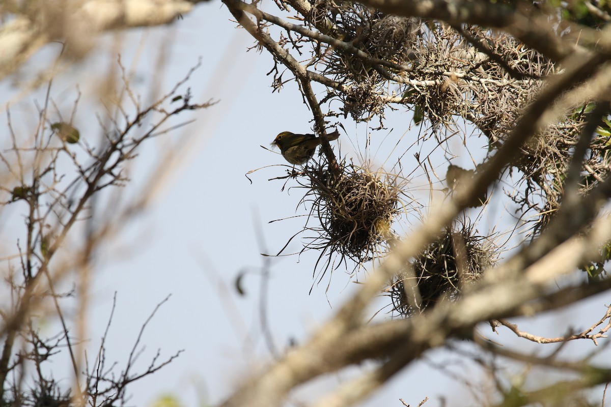 Yellow-faced Grassquit - lucas bernier