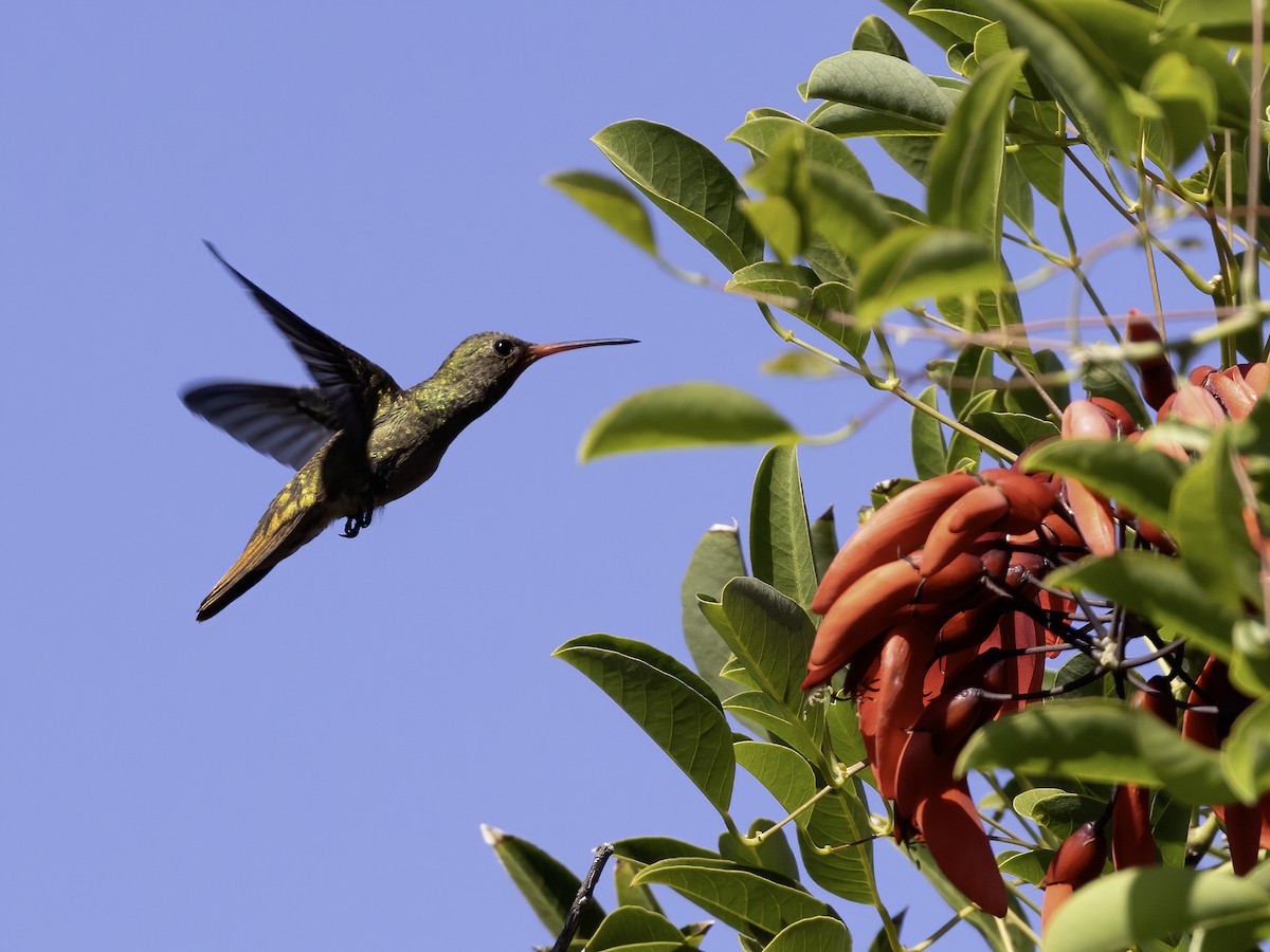 Gilded Hummingbird - Lynette Spence