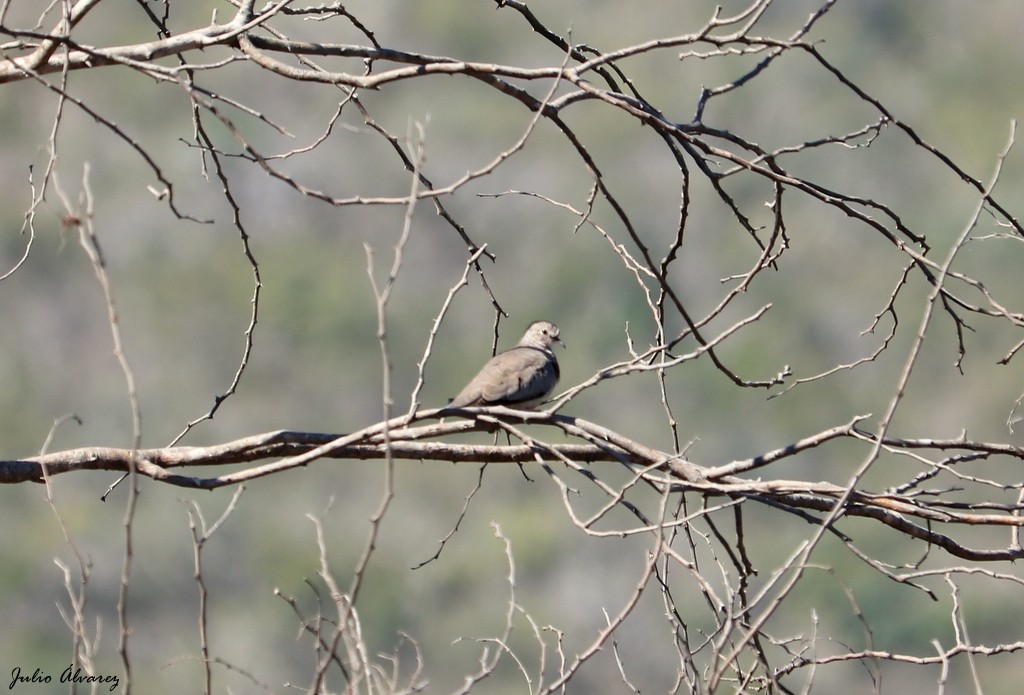 Common Ground Dove - ML614579000