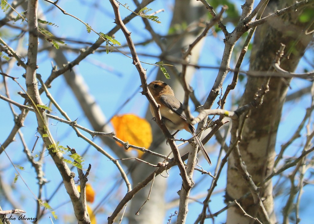 Red-breasted Chat - ML614579007