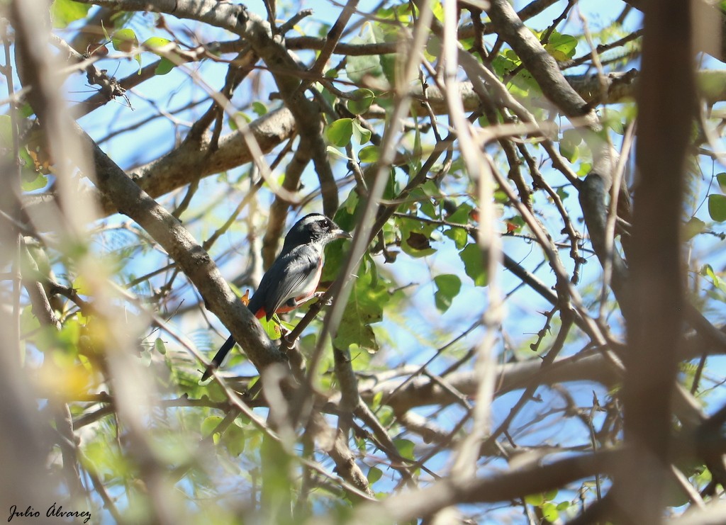 Red-breasted Chat - ML614579016