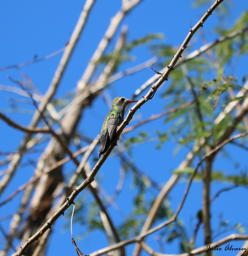 Broad-billed Hummingbird - ML614579023