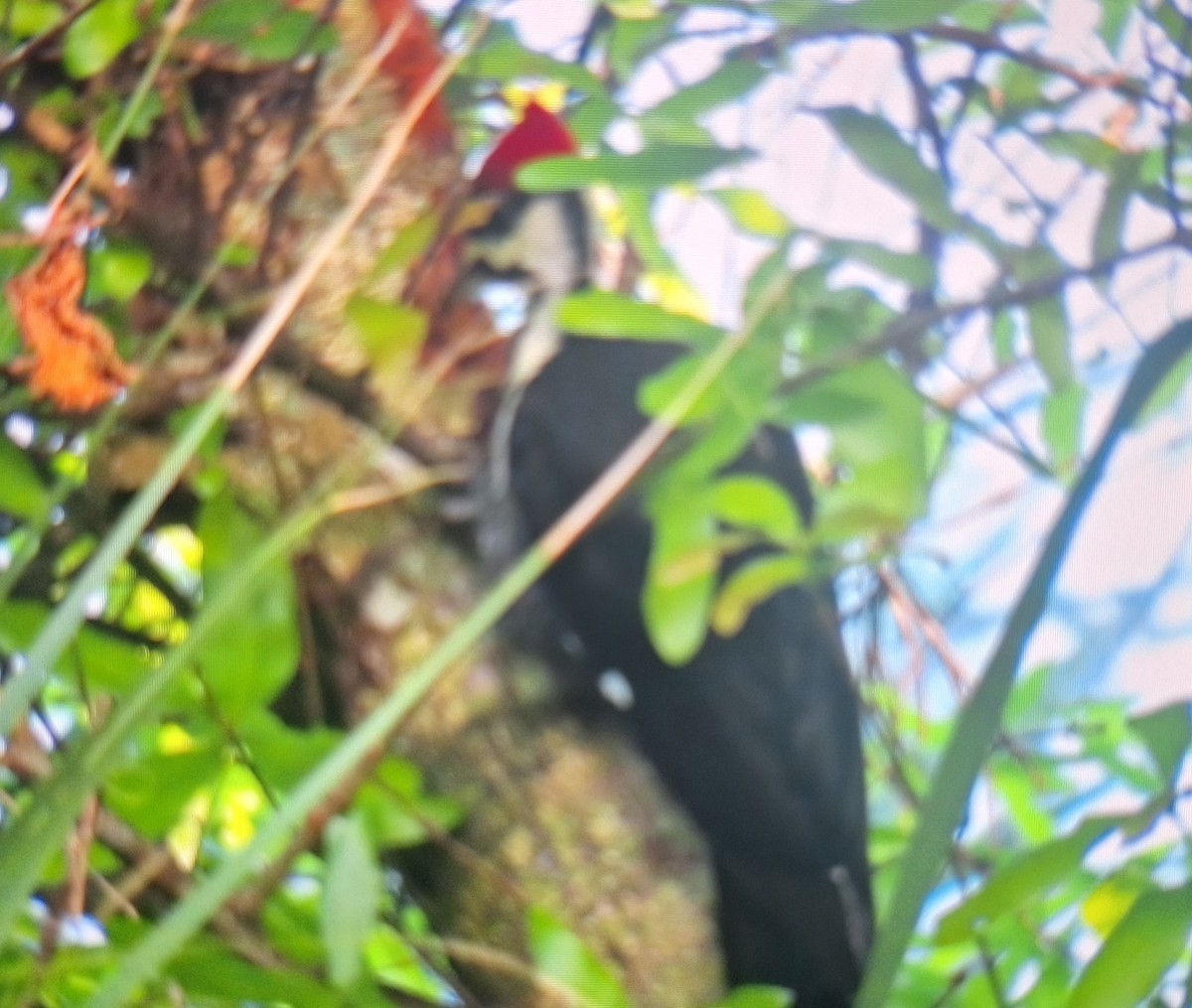 Pileated Woodpecker - ML614579034