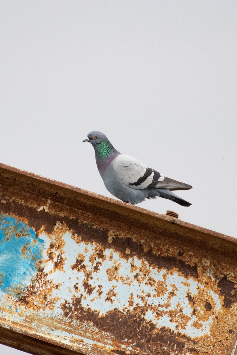 Rock Pigeon - ML614579038