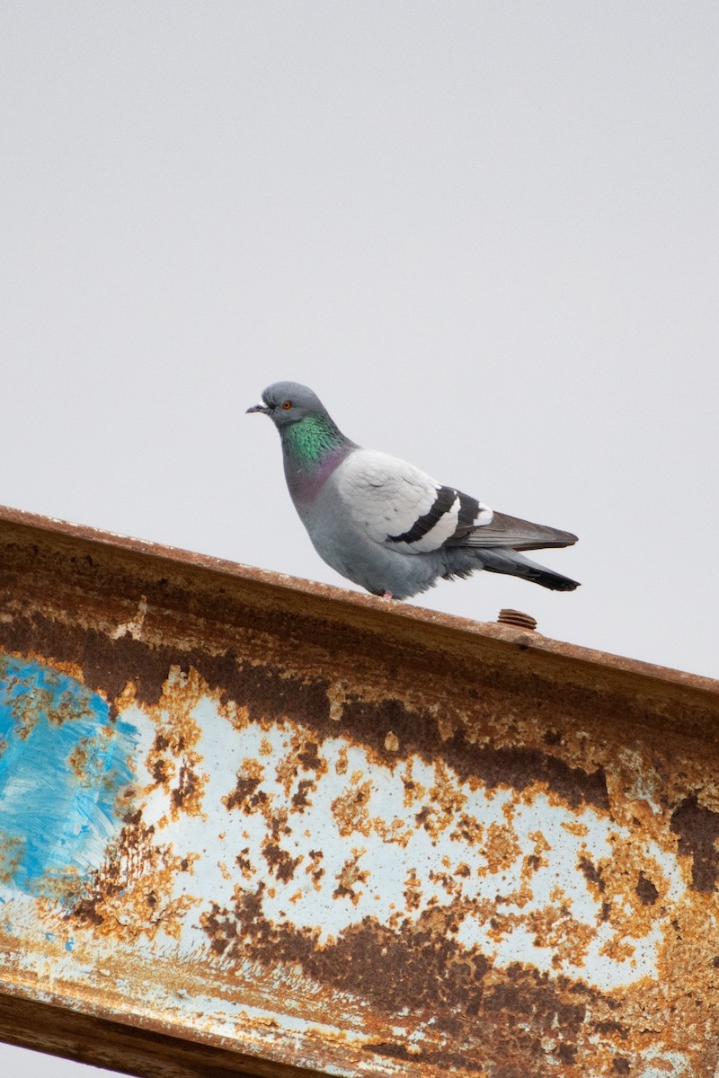 Rock Pigeon - ML614579040