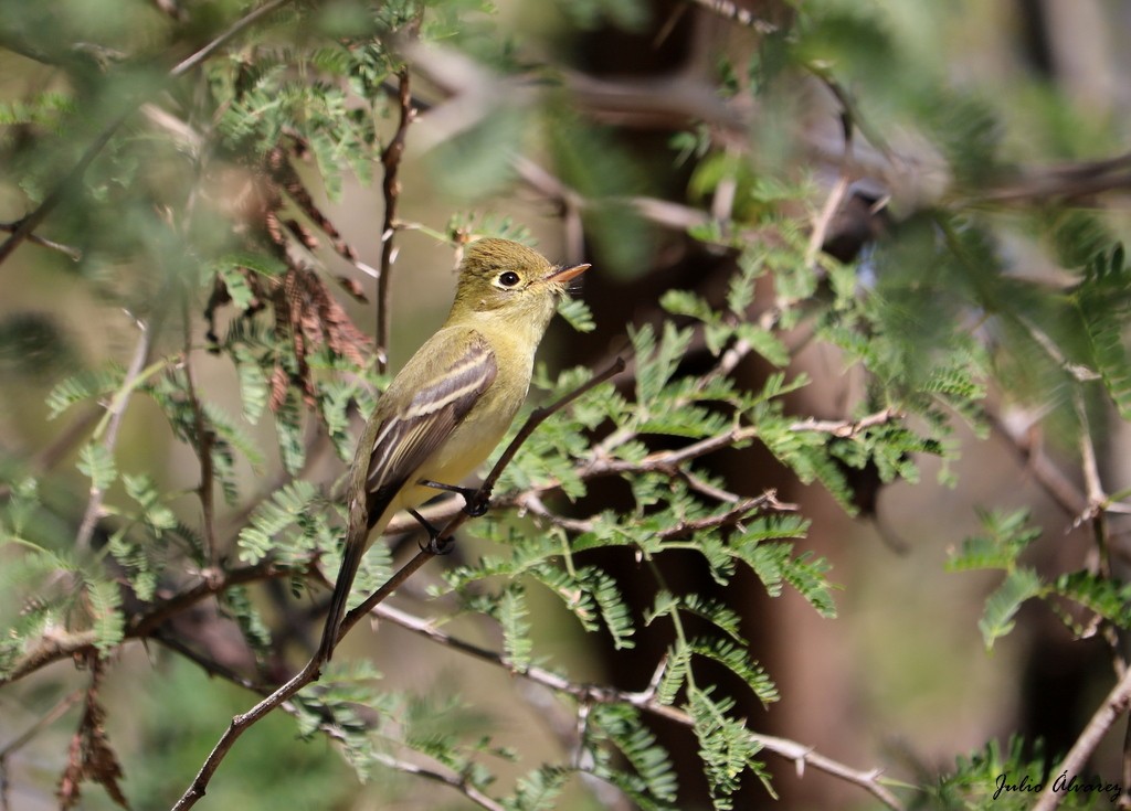 Western Flycatcher (Pacific-slope) - ML614579042