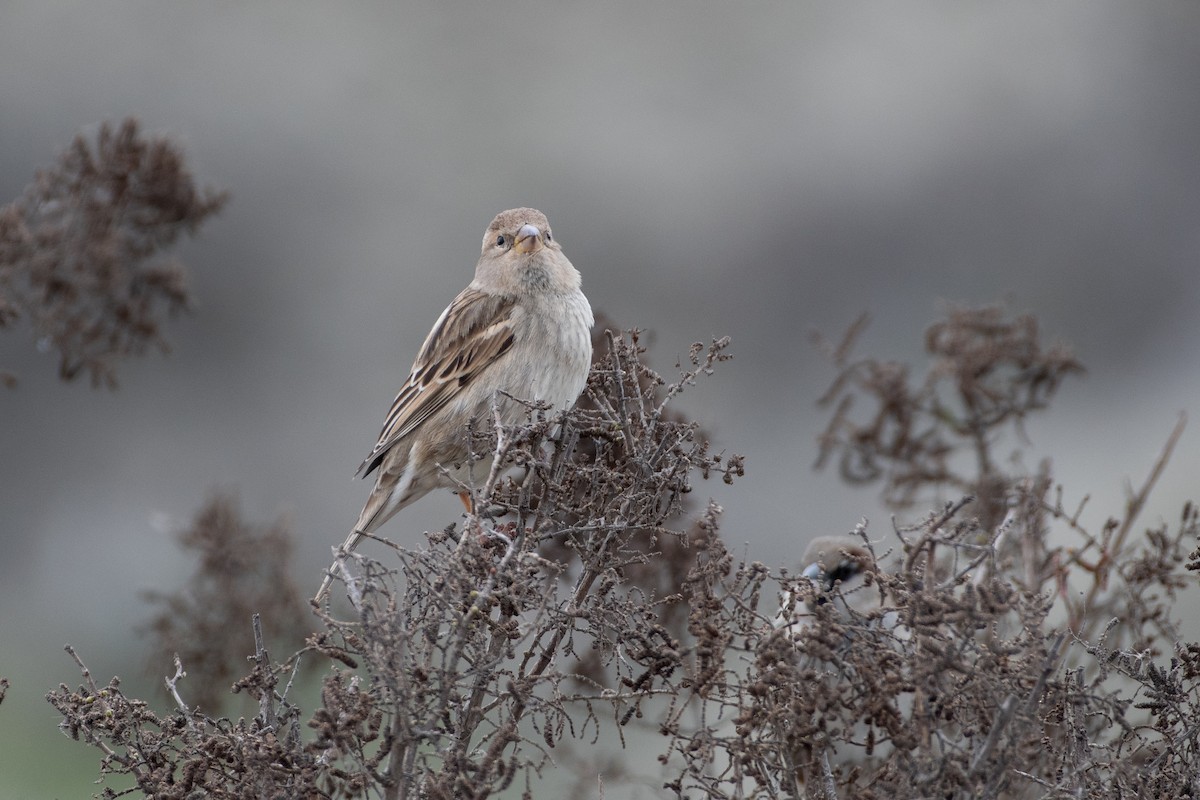 House Sparrow - ML614579057