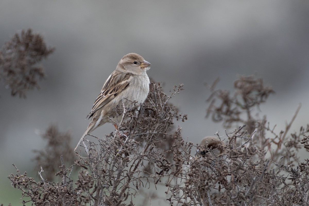 House Sparrow - ML614579058