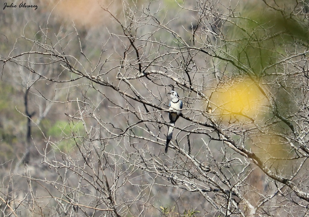 White-throated Magpie-Jay - ML614579076