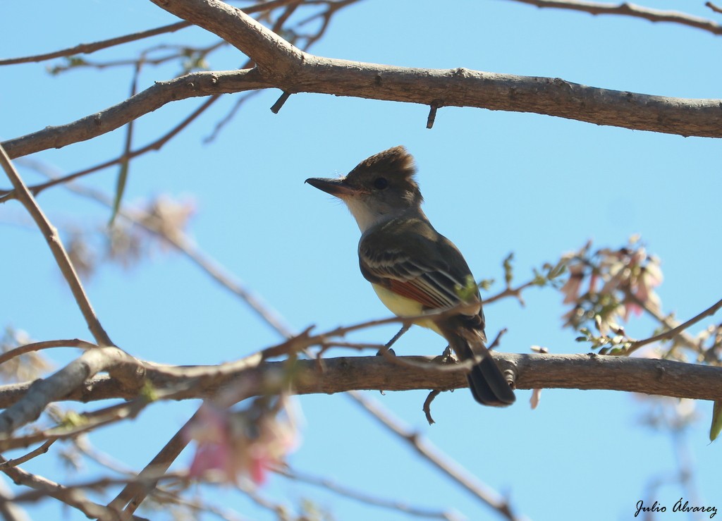 Brown-crested Flycatcher - ML614579102