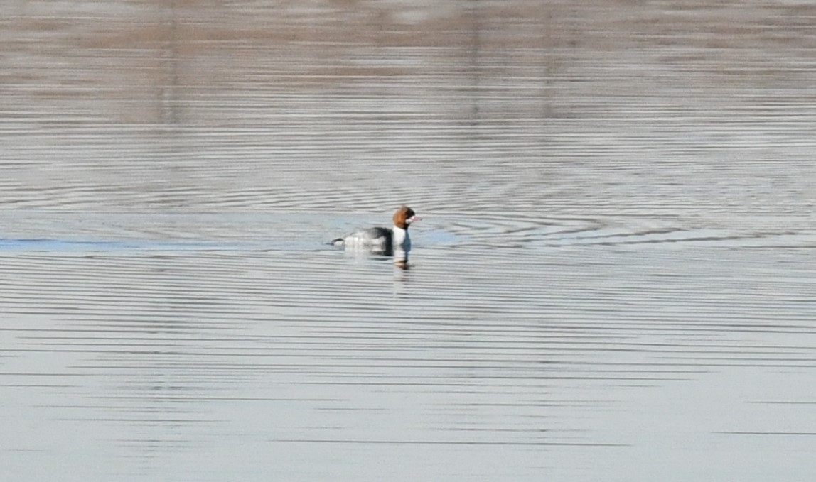 Common Merganser - ML614579117