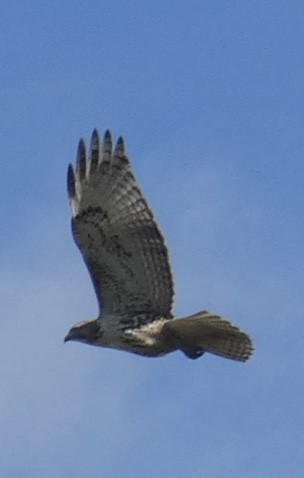 Red-tailed Hawk - ML614579123