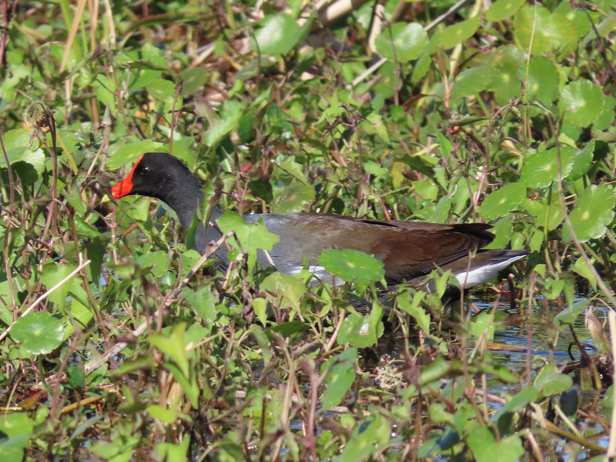 Common Gallinule - ML614579153