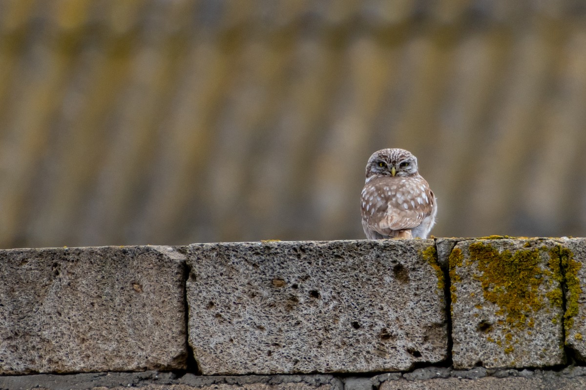 Little Owl - ML614579156