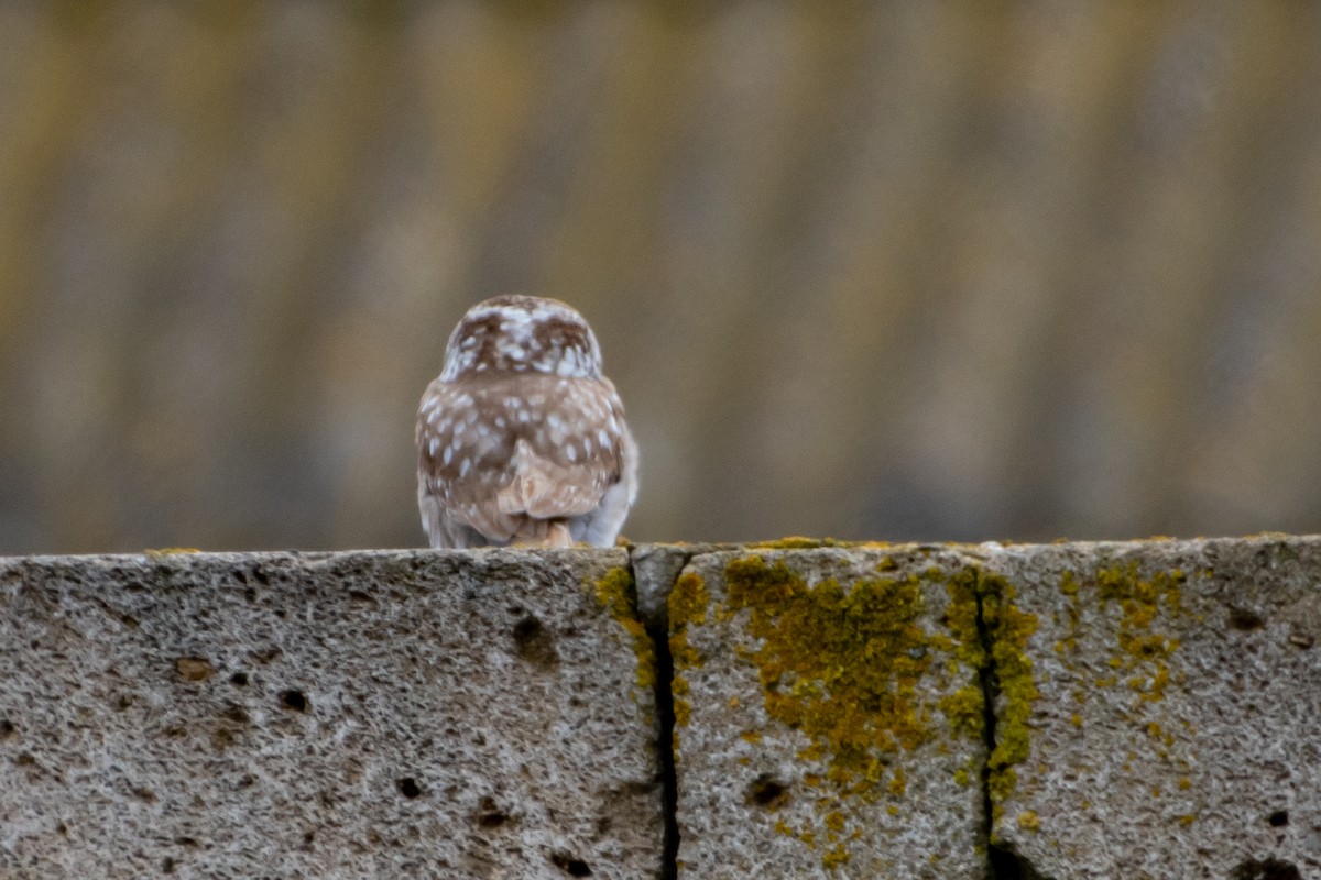 Little Owl - ML614579165