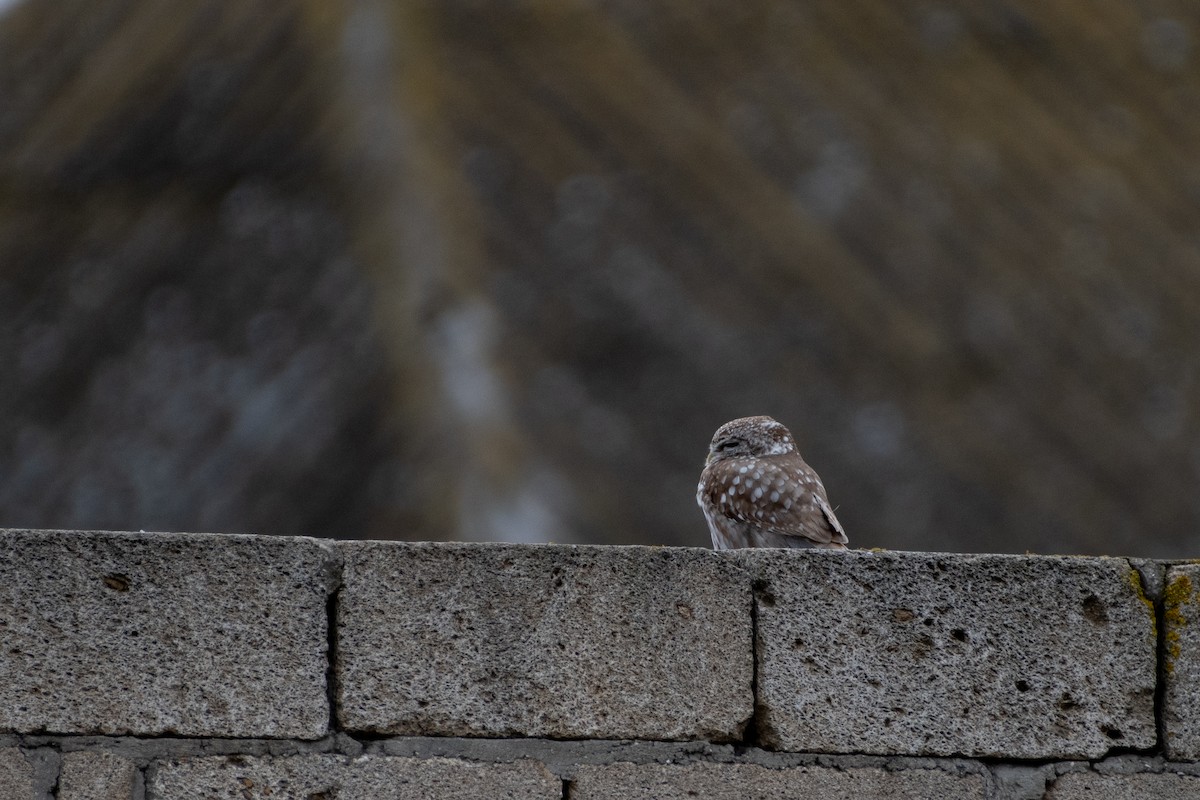 Little Owl - ML614579174