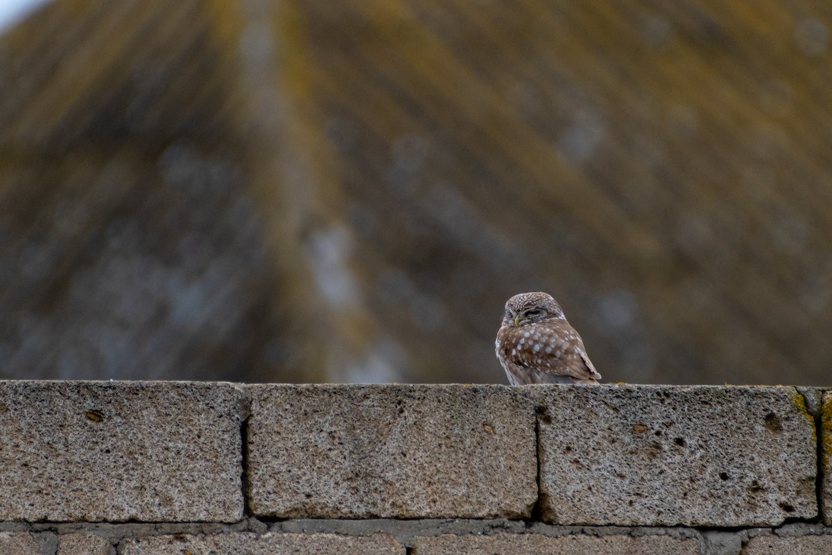 Little Owl - ML614579175