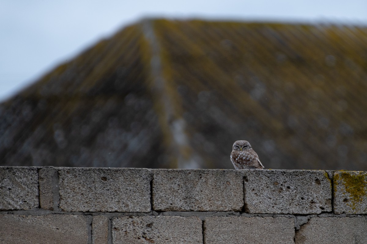 Little Owl - ML614579176