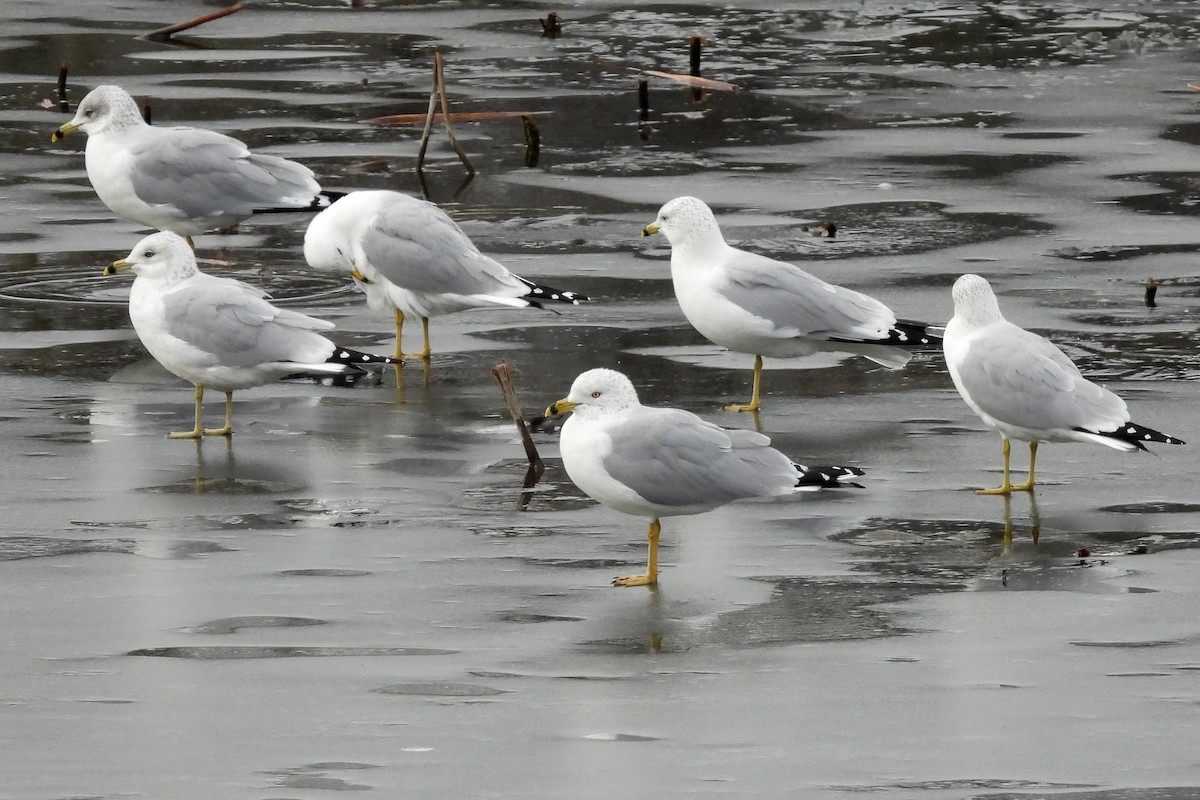 Ring-billed Gull - ML614579177