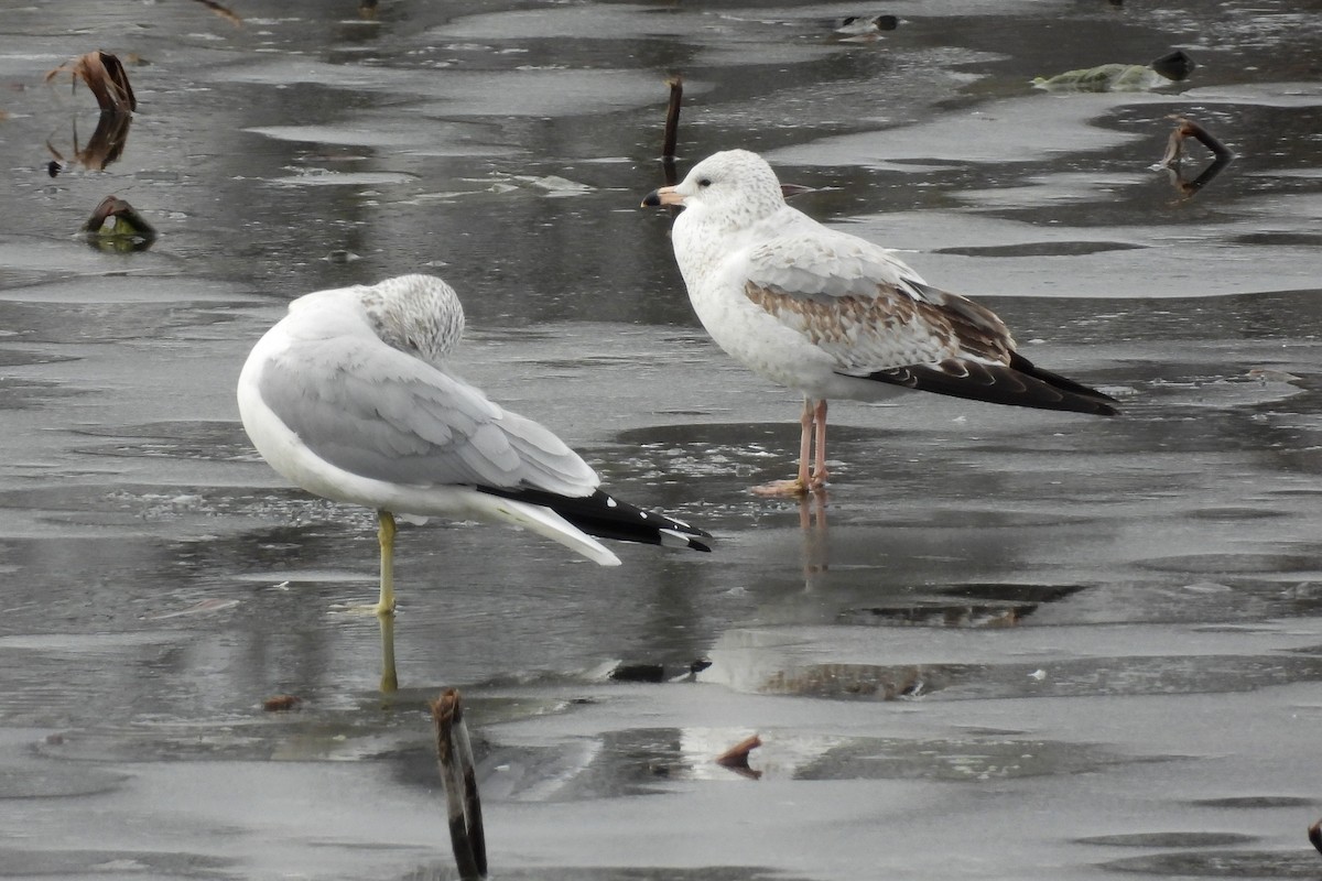 Ring-billed Gull - ML614579189