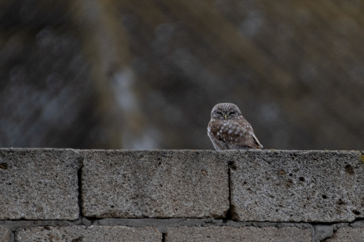 Little Owl - ML614579200