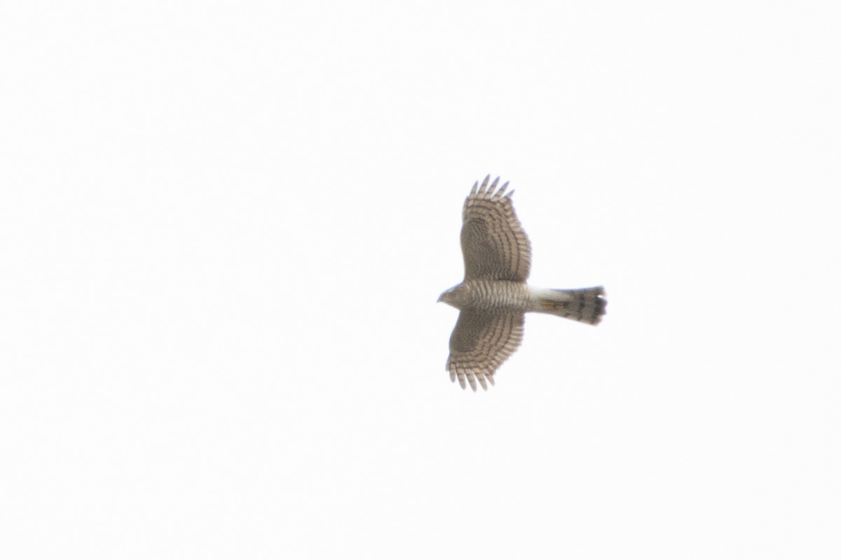 Eurasian Sparrowhawk - ML614579247