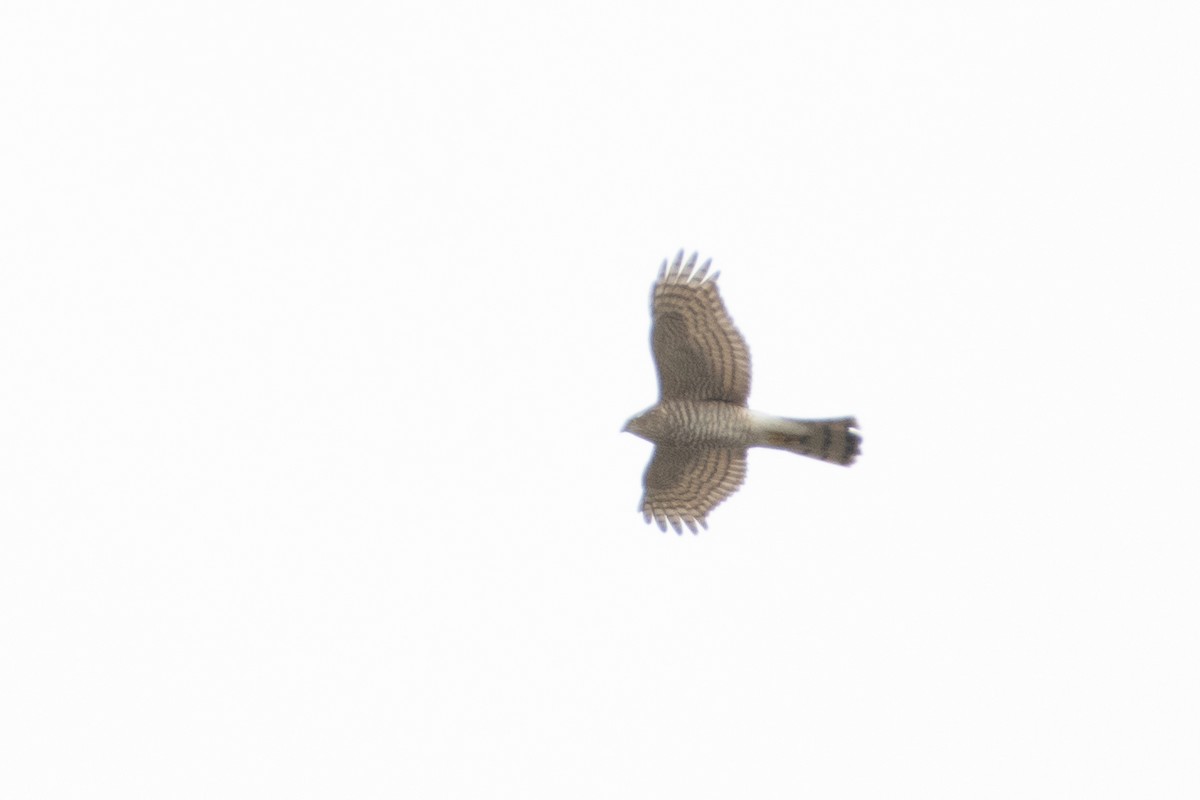 Eurasian Sparrowhawk - ML614579248