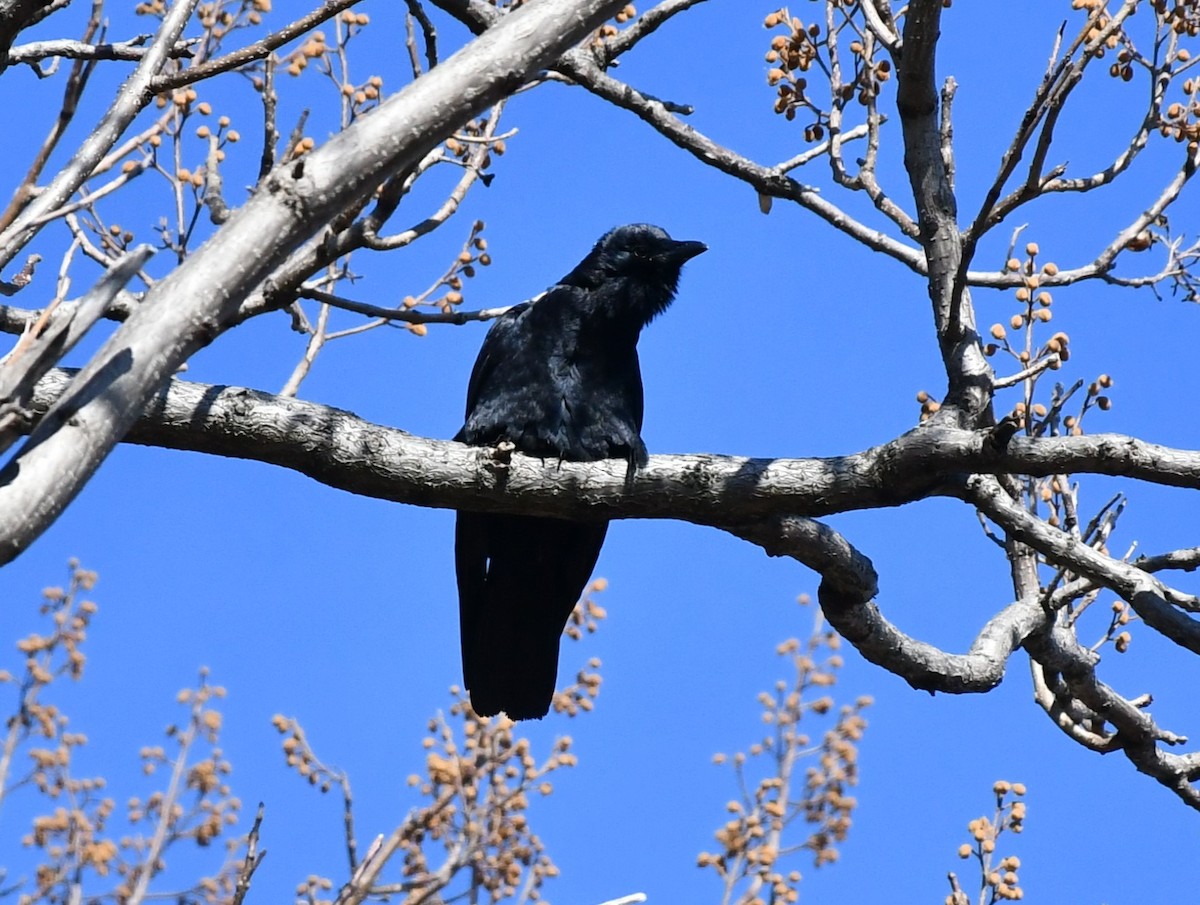 Fish Crow - ML614579263