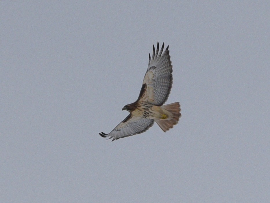 Red-tailed Hawk (abieticola) - ML614579267