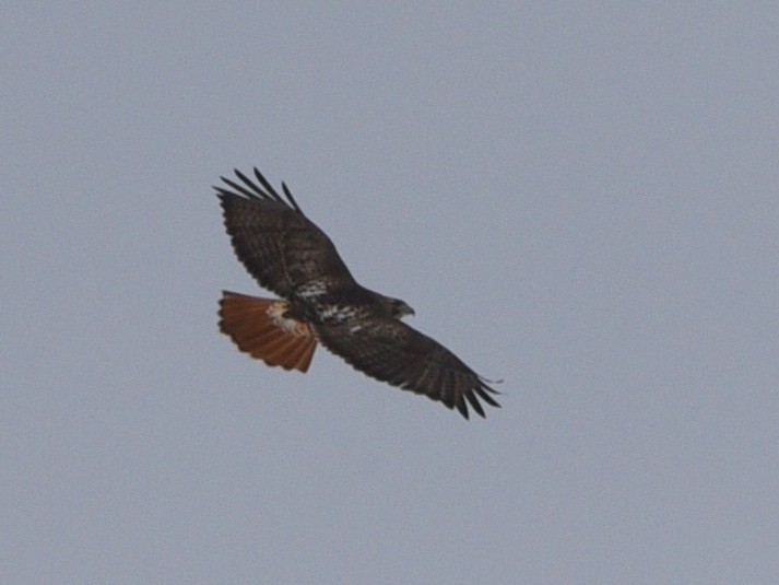 Red-tailed Hawk (abieticola) - Wendy Hill
