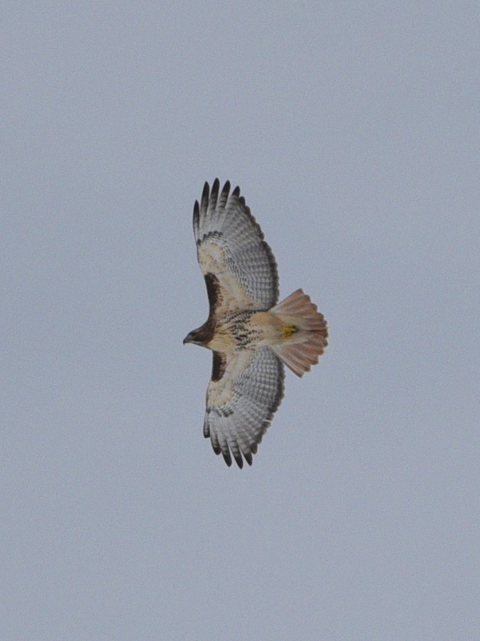 Red-tailed Hawk (abieticola) - ML614579269