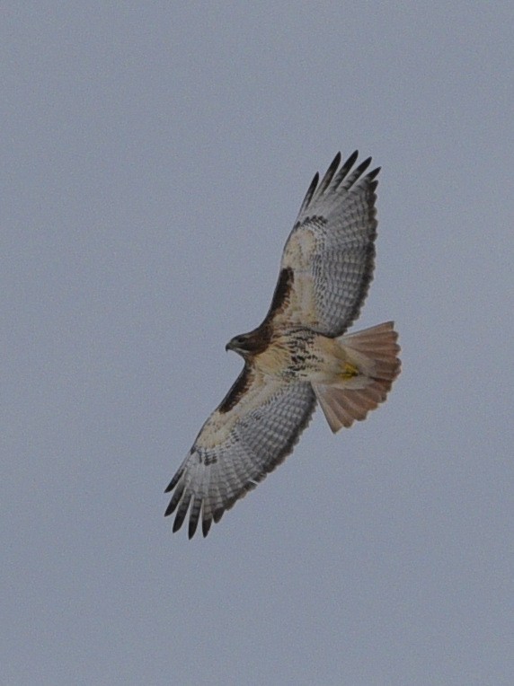 Rotschwanzbussard (abieticola) - ML614579270