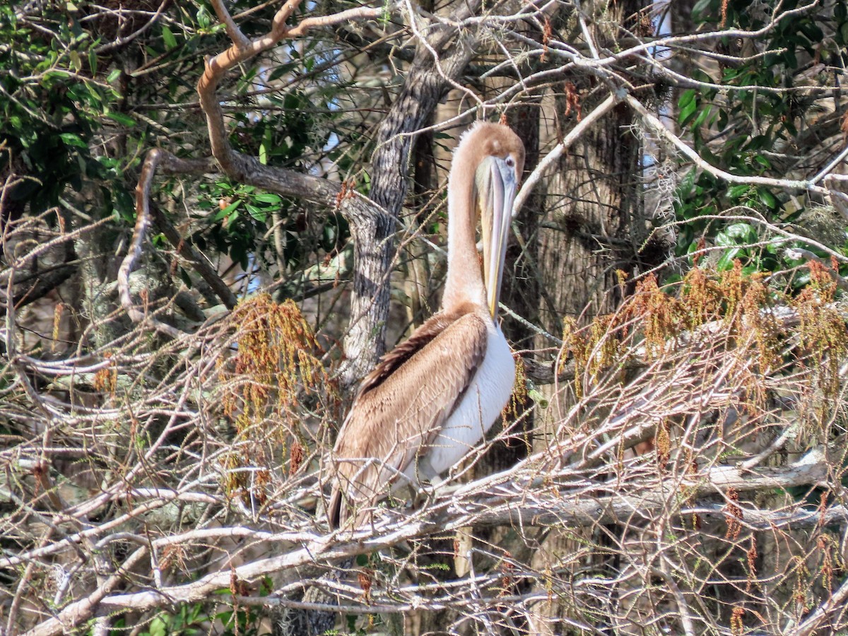 Brown Pelican - ML614579294