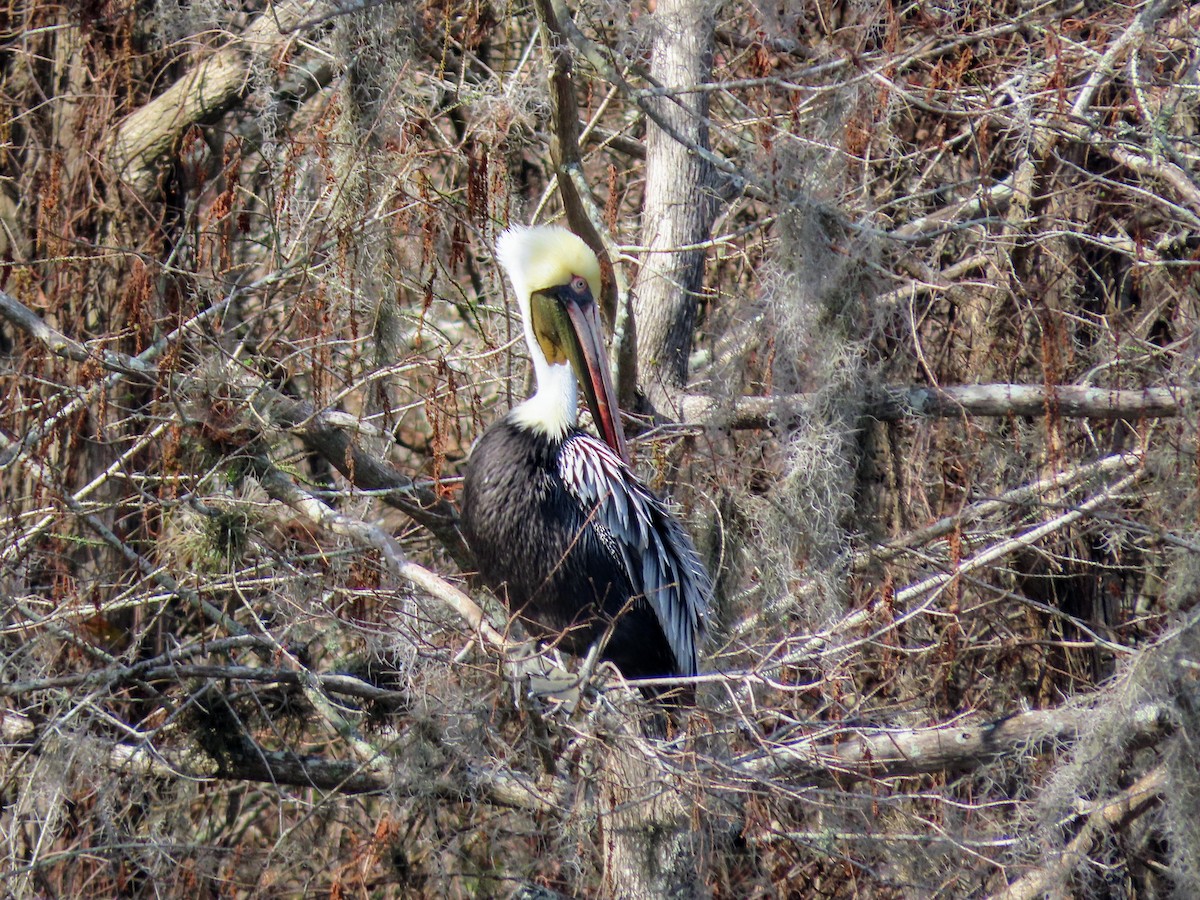 Brown Pelican - ML614579295