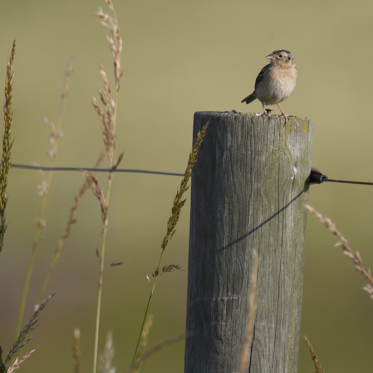 Grasshopper Sparrow - ML614579318