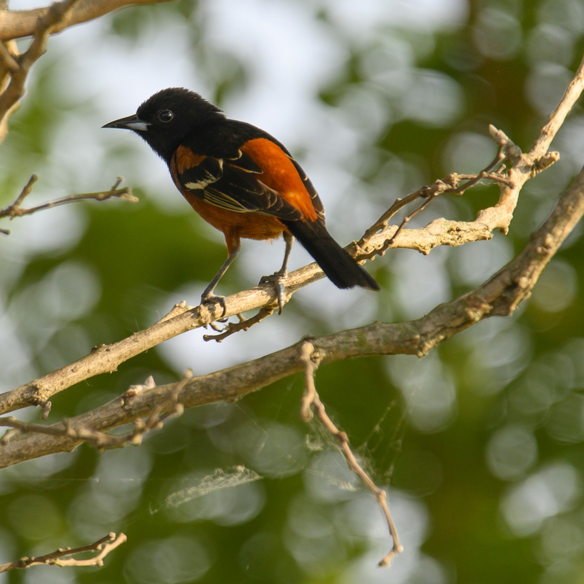 Orchard Oriole - ML614579322