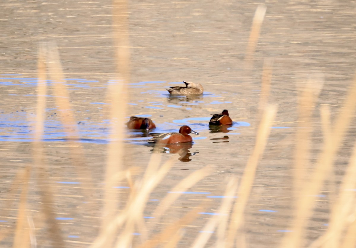 Cinnamon Teal - ML614579340