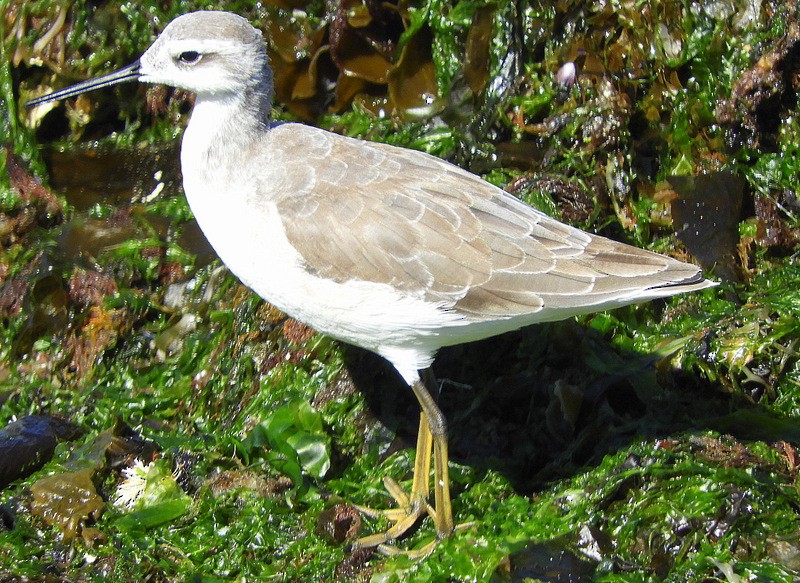 Wilson's Phalarope - Guillermo Rost