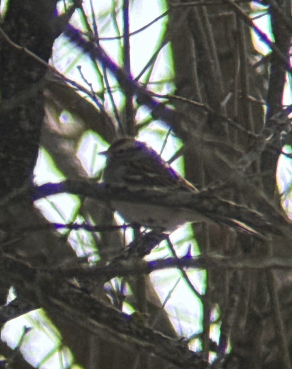 Chipping Sparrow - ML614579412