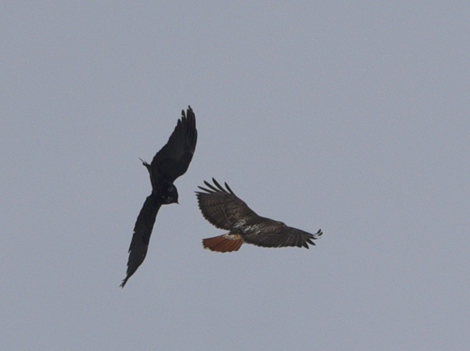Red-tailed Hawk (abieticola) - ML614579436