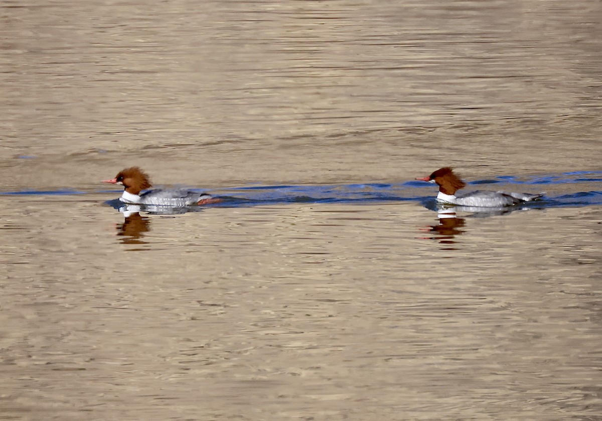 Common Merganser - ML614579501