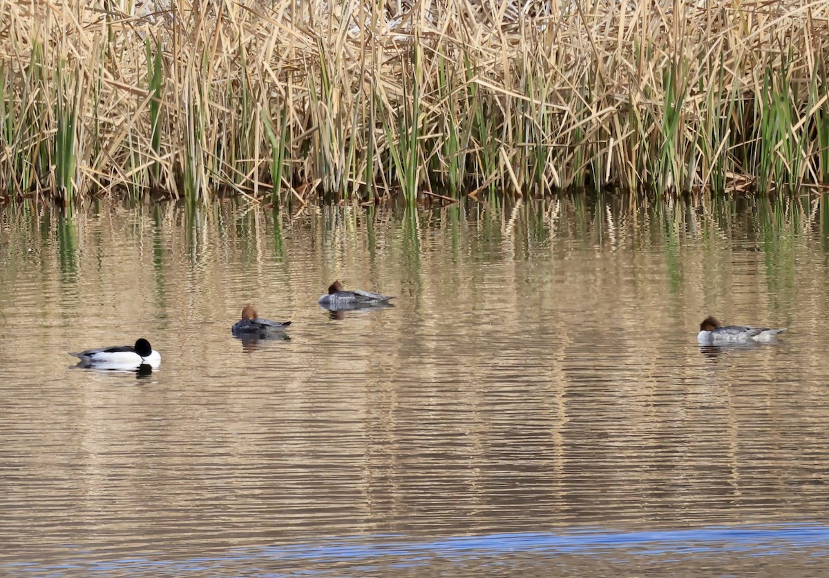 Common Merganser - ML614579502